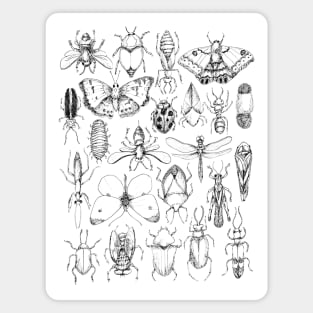 Insects Magnet